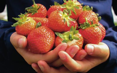 Aardbeienras ‘Limalexia’ vanaf 2019 verkrijgbaar in de Tuin van Brabant