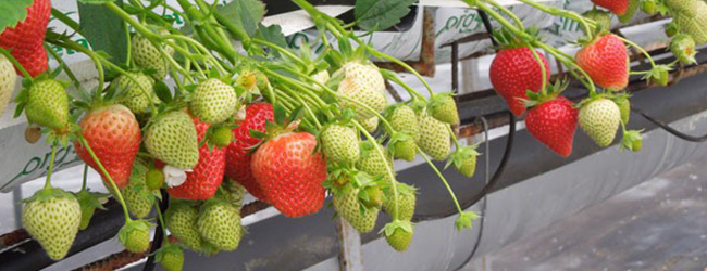 Elsanta aardbeienplant ras
